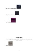 Referāts 'Klienta koptēla veidošana', 31.