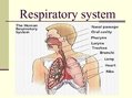 Prezentācija 'Diseases of the Respiratory System', 2.
