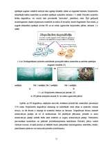 Referāts 'Biodegradējamo polimēru materiālu noārdīšanās vides iedarbībā', 11.