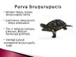 Prezentācija 'Purva bruņurupucis', 2.