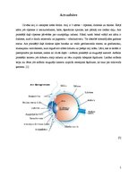 Referāts 'Cilvēka acs', 5.