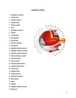 Referāts 'Cilvēka acs', 8.
