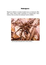 Referāts 'Lietus meži', 13.