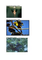 Referāts 'Lietus meži', 15.