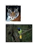 Referāts 'Lietus meži', 16.