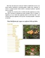 Referāts 'Sēnes, to loma harmonizējošā preču sistēmā', 11.