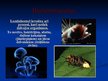 Prezentācija 'Luminiscence', 9.