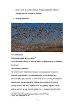 Referāts 'Organismu izplatīšanās veidi: sugu izplatīšanās veidi un aģenti augu valsts piem', 6.