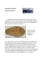 Referāts 'Latimērija', 2.