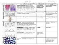 Konspekts 'Augu audi', 1.