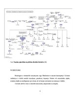 Konspekts 'Mandragora officinarum biosintēze', 8.