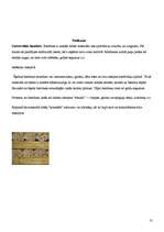 Referāts 'Griesti', 18.