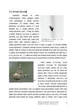 Referāts 'Helicerāti (Chelicerata) un zirnekļveidīgie (Arachnida)', 6.