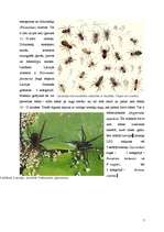 Referāts 'Helicerāti (Chelicerata) un zirnekļveidīgie (Arachnida)', 7.