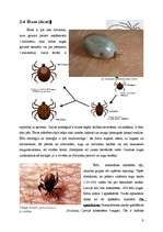 Referāts 'Helicerāti (Chelicerata) un zirnekļveidīgie (Arachnida)', 9.