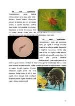 Referāts 'Helicerāti (Chelicerata) un zirnekļveidīgie (Arachnida)', 11.