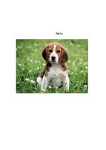 Konspekts 'Suņu šķirne - bīgls', 9.