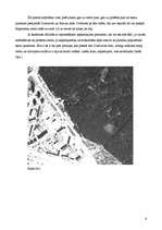 Konspekts 'Biķernieku meža ainaviskā nozīme Rīgas pilsētā', 6.