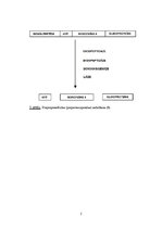 Referāts 'Vazopresīna loma organismā', 5.