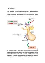 Referāts 'Vazopresīna loma organismā', 8.