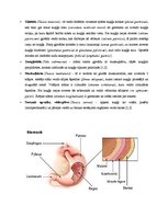 Referāts 'Kuņģa vēzis', 6.