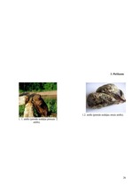 Referāts '"Bebru strūklas" izmantošana tautas medicīnā', 26.