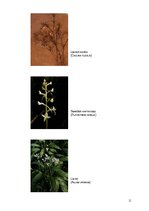 Referāts 'Moricsala', 10.