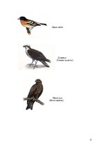 Referāts 'Moricsala', 11.