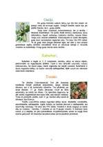 Konspekts 'Dārzeņi', 5.