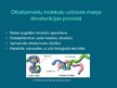 Prezentācija 'Olbaltumvielu denaturācija', 6.