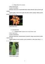 Referāts 'Temperatūras un gaisa relatīvā mitruma monitorings subtropu augiem', 5.