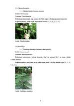 Referāts 'Temperatūras un gaisa relatīvā mitruma monitorings subtropu augiem', 6.