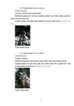 Referāts 'Temperatūras un gaisa relatīvā mitruma monitorings subtropu augiem', 7.