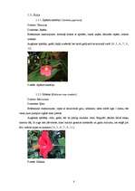 Referāts 'Temperatūras un gaisa relatīvā mitruma monitorings subtropu augiem', 8.