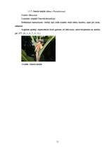 Referāts 'Temperatūras un gaisa relatīvā mitruma monitorings subtropu augiem', 11.