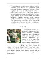 Referāts 'Piza', 5.