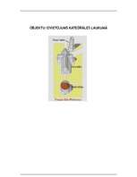 Referāts 'Piza', 10.