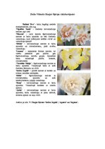 Referāts 'Narcišu selekcija un nozīmīgākie selekcionāri Latvijā', 5.
