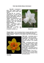 Referāts 'Narcišu selekcija un nozīmīgākie selekcionāri Latvijā', 7.
