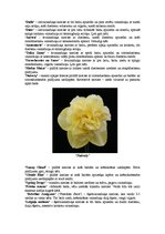 Referāts 'Narcišu selekcija un nozīmīgākie selekcionāri Latvijā', 8.