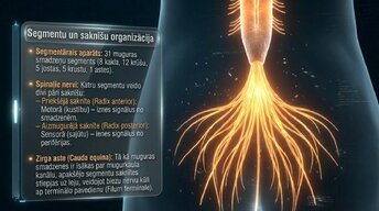 Prezentācija 'Muguras smadzenes', 5.
