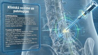 Prezentācija 'Muguras smadzenes', 13.