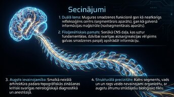 Prezentācija 'Muguras smadzenes', 14.