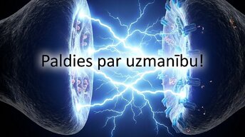 Prezentācija 'Muguras smadzenes', 17.