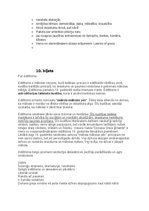 Konspekts 'Pasaules literatūras vēsture 19.gadsimtā. Eksāmena atbildes', 23.