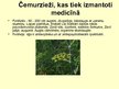 Prezentācija 'Čemurzieži', 6.