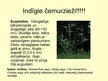 Prezentācija 'Čemurzieži', 9.