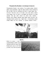 Referāts 'Pārapdzīvotības problēmas pasaulē', 8.