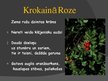 Prezentācija 'Rožu dzimta', 11.