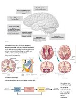 Konspekts 'Psihofizioloģija', 11.